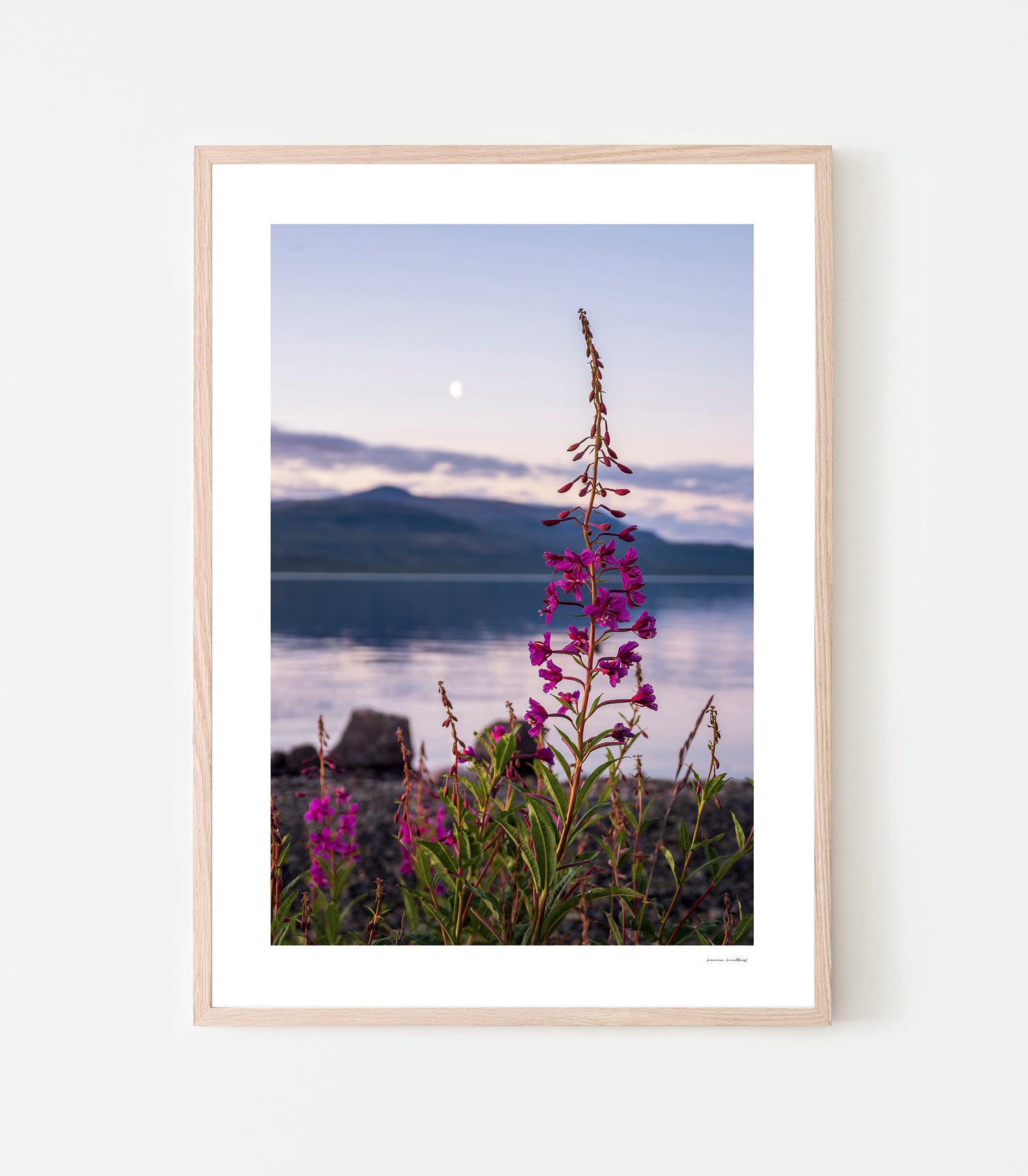 Rallarrosor vid Torneträsk strand. Art print av fotograf Linnea Lundkvist 2026.