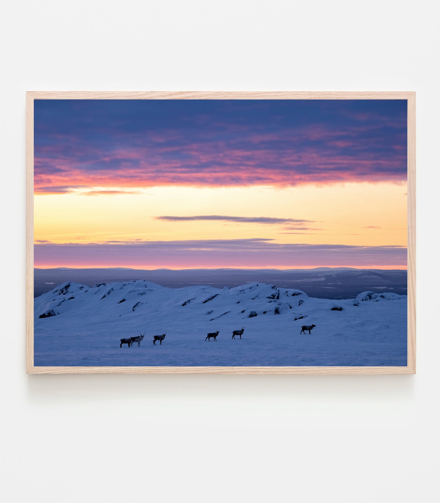 Det är bara jag och renarna i farten. Vi tittar på varandra på håll, jag tar en bild och vänder sen tillbaka innan mörkret kommer. Fotografi taget mitt på dagen under polarnatten, 27 december 2021.