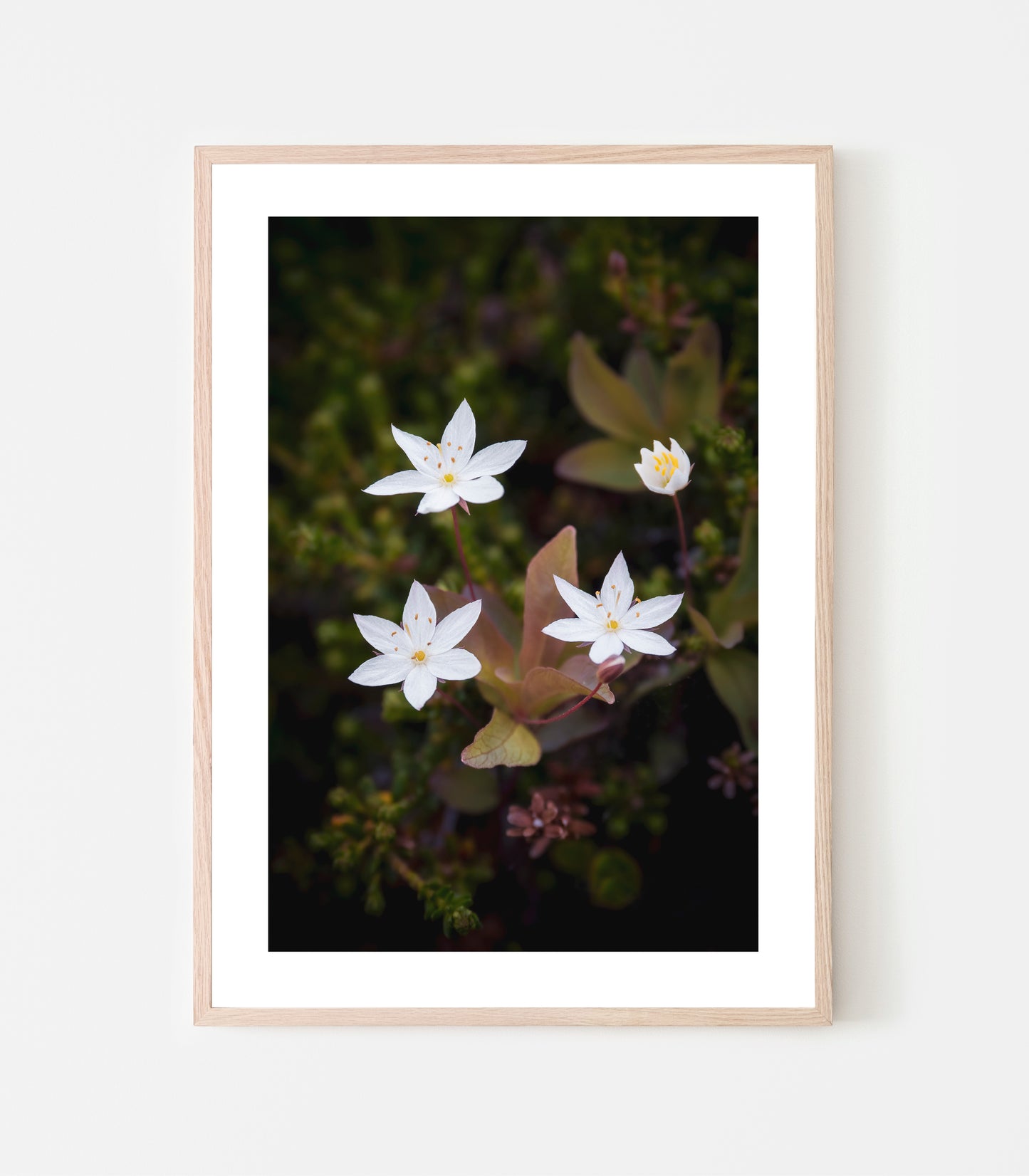 Skogsstjärnan lyser liten och vit, här kan vi se den både på fjället och i skogen och det är en av mina favoritblommor. Skogstjärna (Trientalis europaea) print av Linnea Lundkvist.