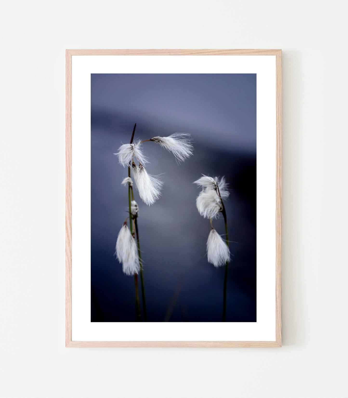 På sommaren syns ängsullens tussar lite här och var på fjället, oftast vajande i vinden. Ängsullen kan lätt förknippas med polarull, men skillnaden är att ängsullen är lite mer okammad och vildvuxen