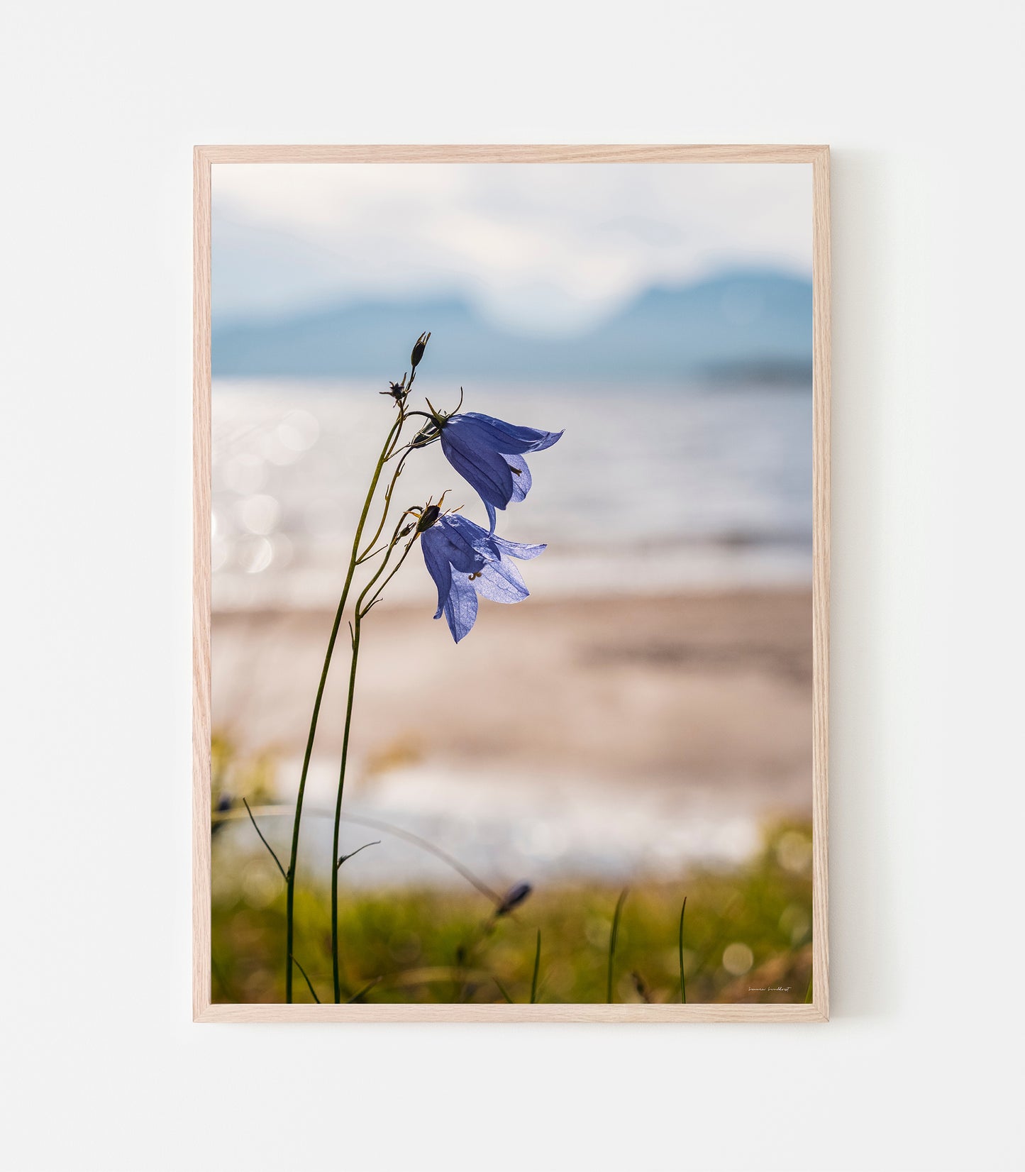 Blåklocka vid Torneträsk. Print av fotograf Linnea Lundkvist.