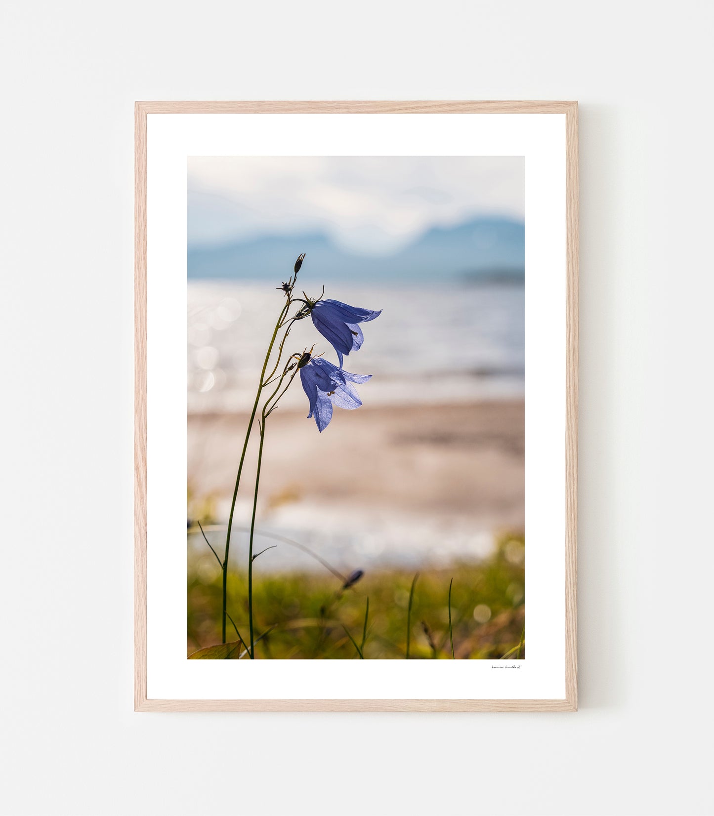 Blåklocka vid Torneträsk. Print av fotograf Linnea Lundkvist.