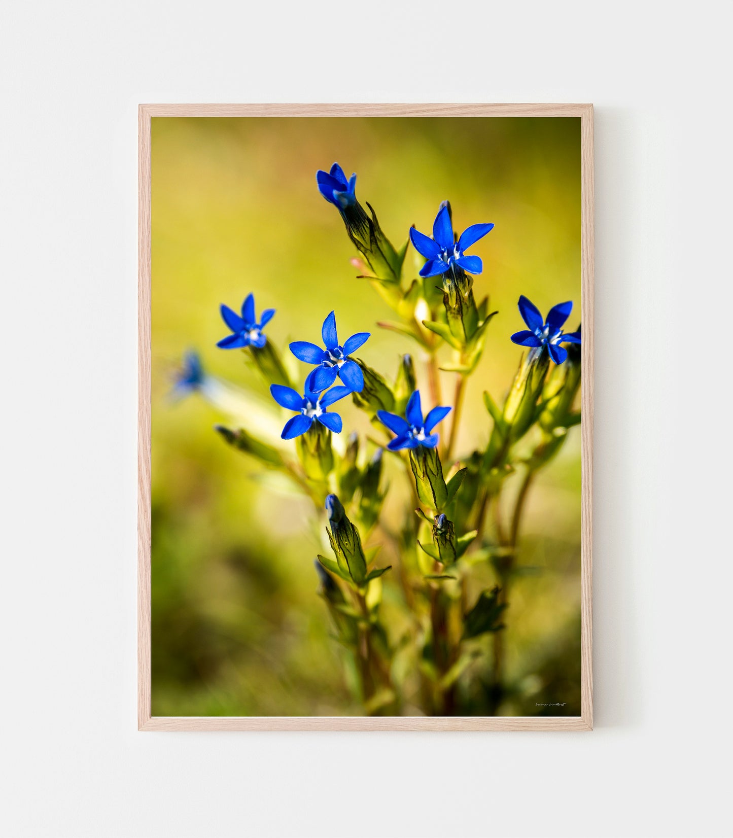 Fjällgentiana är en av våra vackraste och mest ikoniska växter. De färgstarka blommorna visar sig bara när solen skiner i fjällmiljö. Fjällgentiana print av fotograf Linnea Lundkvist 2026.
