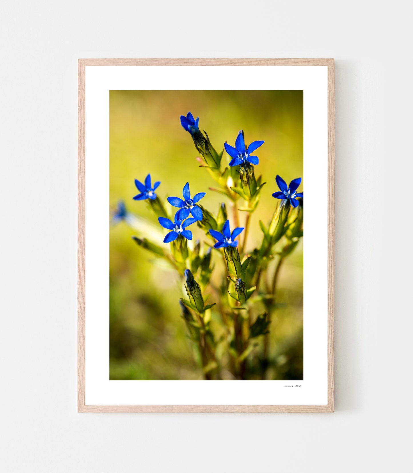 Fjällgentiana är en av våra vackraste och mest ikoniska växter. De färgstarka blommorna visar sig bara när solen skiner i fjällmiljö. Fjällgentiana print av fotograf Linnea Lundkvist 2026.