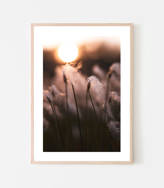 Små ulltussar dansar i midnattssolens gyllene ljus. Art print av fotograf Linnea Lundkvist.