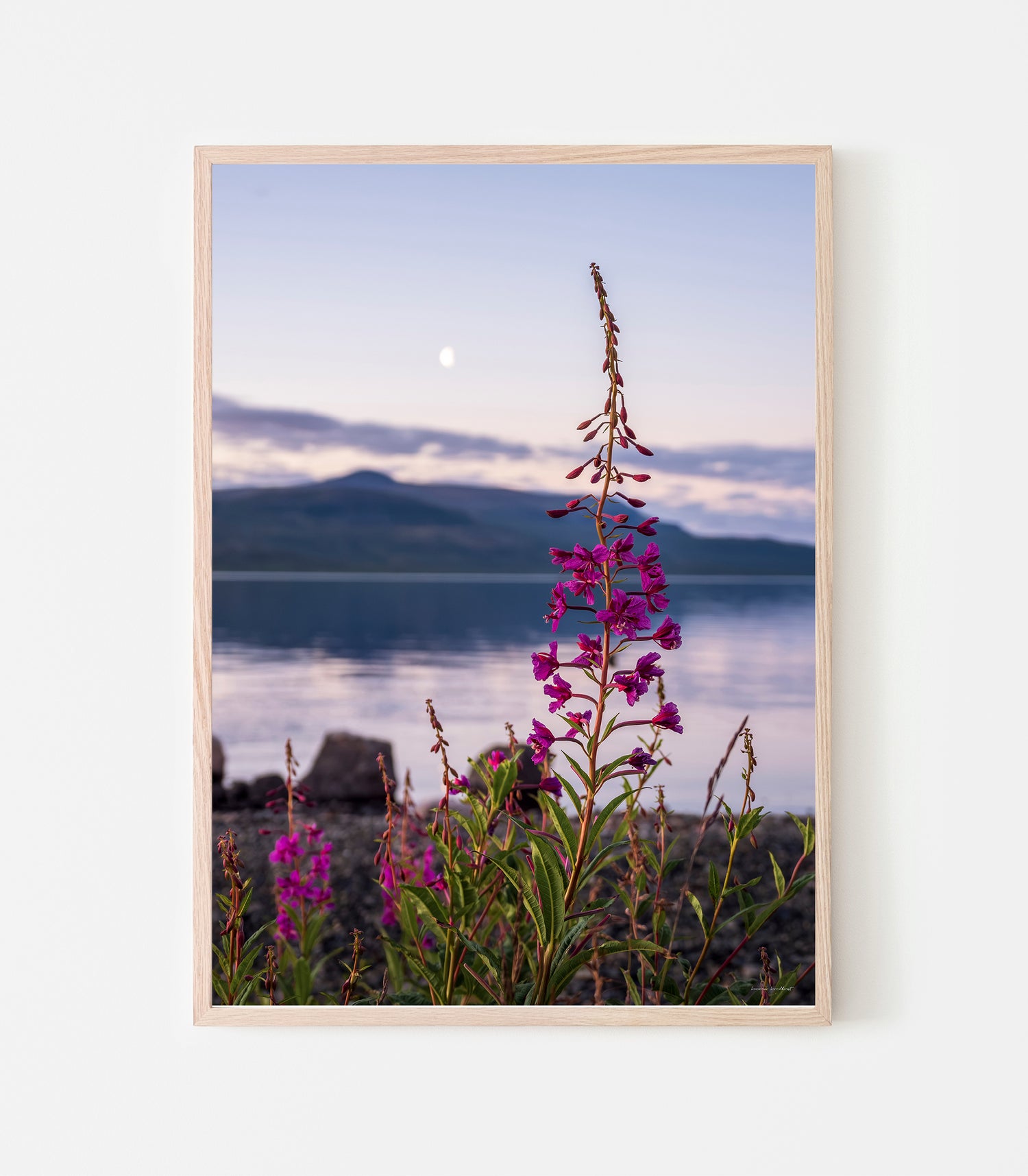 Rallarrosor vid Torneträsk strand. Art print av fotograf Linnea Lundkvist 2026.
