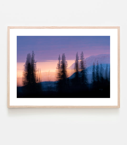 Polarnattens ljus sveper över skogen, det är alldeles tyst. Här kan det gå veckor utan att man träffar på en endaste människa. I drömmarnas skog - Art print av fotograf Linnea Lundkvist.