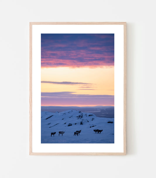 Det är bara jag och renarna i farten. Vi tittar på varandra på håll, jag tar en bild och vänder sen tillbaka innan mörkret kommer. Fotografi taget mitt på dagen under polarnatten, 27 december 2021. Art print av Linnea Lundlvist.