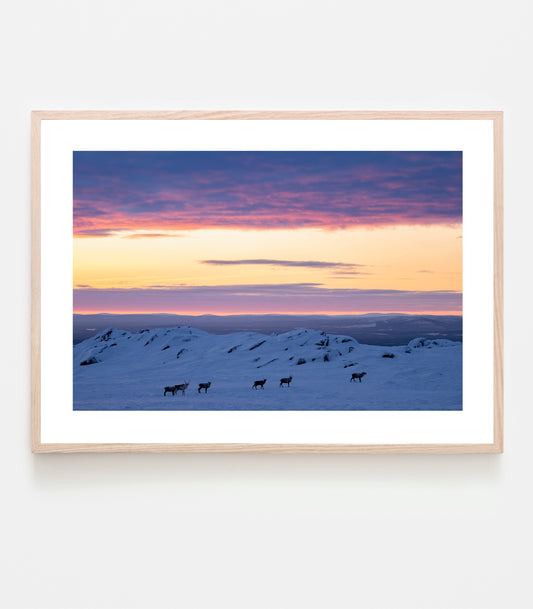 Det är bara jag och renarna i farten. Vi tittar på varandra på håll, jag tar en bild och vänder sen tillbaka innan mörkret kommer. Fotografi taget mitt på dagen under polarnatten, 27 december 2021.