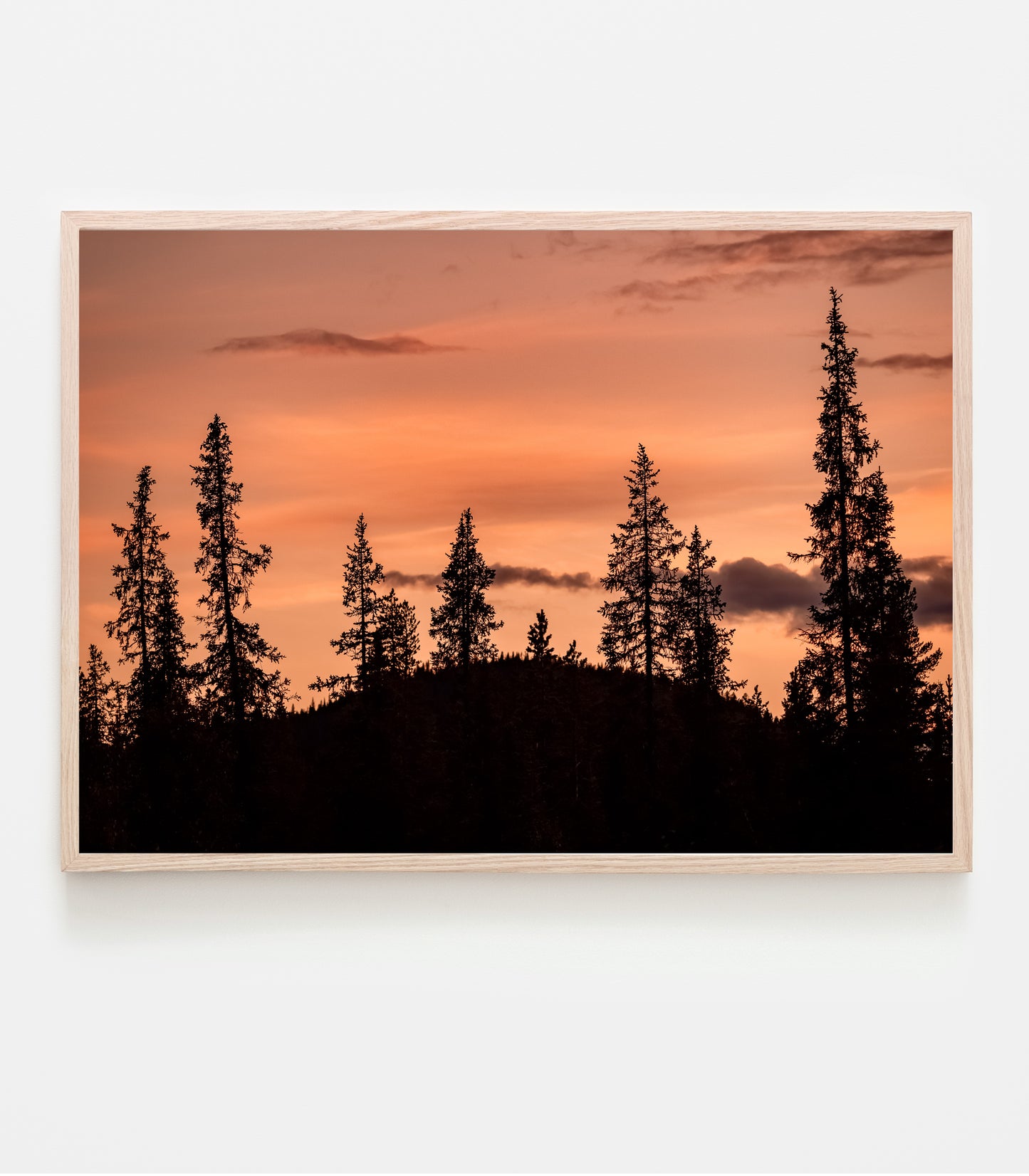 Solnedgång i skogen. Granar på rad, berg i bakgrunden och en färgstark solnedgång. Fine art print.