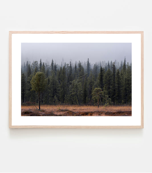 Vid myrens ände tar skogen vid. Art print av Linnea Lundkvist.