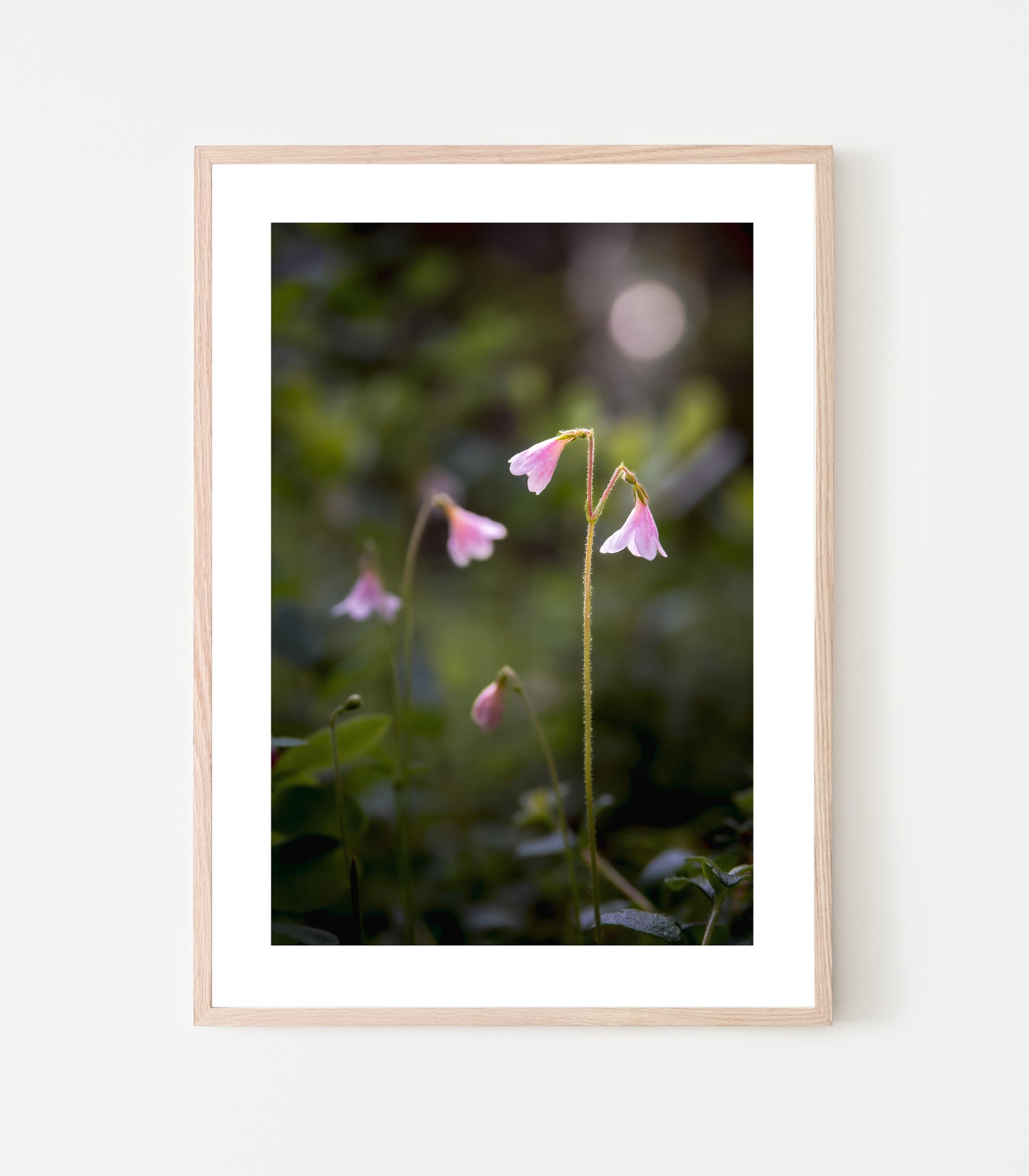 Linneor trivs i skogen. I juli brukar jag kunna se "min" blomma slå ut sina rosa små klockor. Linnaea borealis, print av Linnea Lundkvist.