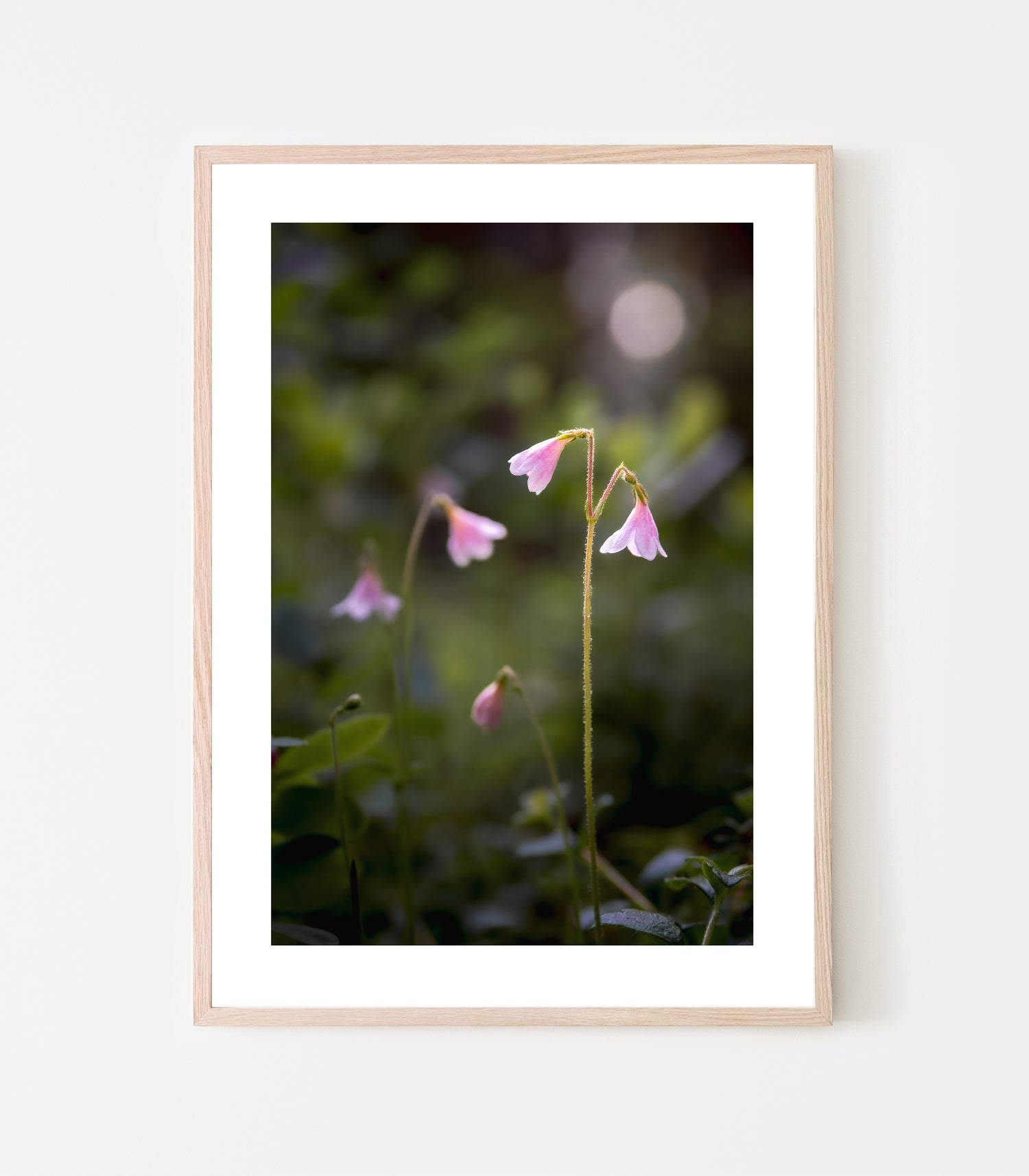 Linneor trivs i skogen. I juli brukar jag kunna se "min" blomma slå ut sina rosa små klockor. Linnaea borealis, print av Linnea Lundkvist.