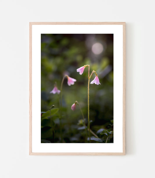 Linneor trivs i skogen. I juli brukar jag kunna se "min" blomma slå ut sina rosa små klockor. Linnaea borealis, print av Linnea Lundkvist.