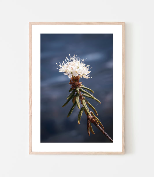 Doften av skvattram, det är sommar för mig. Ända sen jag var liten så har jag känt doften av skvattram i Jukkasskogen. Skvattram print av Linnea Lundkvist.