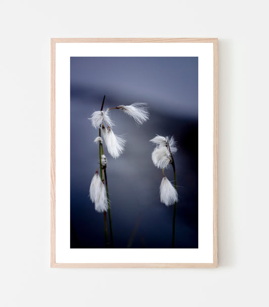 På sommaren syns ängsullens tussar lite här och var på fjället, oftast vajande i vinden. Ängsullen kan lätt förknippas med polarull, men skillnaden är att ängsullen är lite mer okammad och vildvuxen